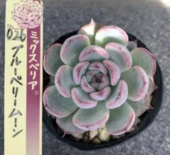 2025年最新】ミックスベリア ブルーベリームーンの人気アイテム