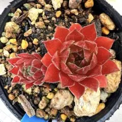 多肉植物 ジョビバルバヒルタエメラルドスプリング No.180【赤