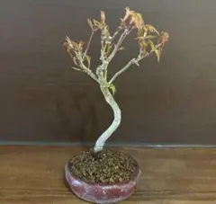 2026年最新】もみじ 盆栽の人気アイテム - メルカリ