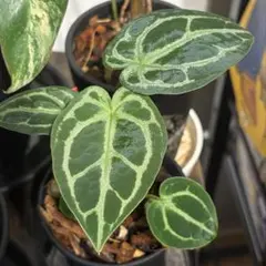アンスリウム クライン（Klein）美株 新葉あり ベルベット系 観葉植物