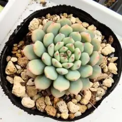 2025年最新】ミックスベリア 円の人気アイテム - メルカリ