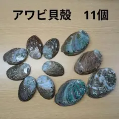 アワビ　貝殻 　11個　大4個　小7個