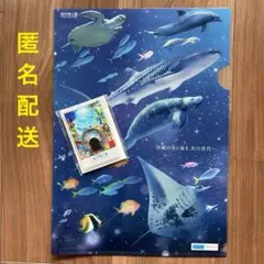 海洋博公園 スマホリング・フォルダーセット