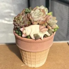 ❤️専用❤️多肉植物❤️そのまま飾れる寄せ植え❤️仲良しねこちゃん❤️ そのまま飾れる多肉植物寄せ植え 大 猫ちゃん 管理書付き - メルカリ