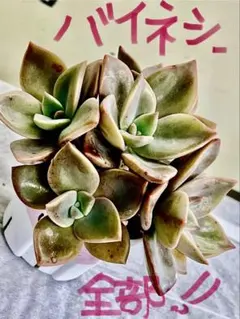 み*。様 多肉植物　グラプトベリア　バイネシー　抜き苗　初心者、寄せ植え　セット