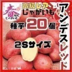 【種芋】ドラゴンレッド じゃがいも種芋５０個　レアな赤皮赤身！ホクホク甘みとコク 種芋 秋植えじゃがいも ドラゴンレッド R (西海31号P) 1kg : 花と緑 国