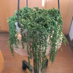 多肉植物　①グリーンネックレス　カット苗5本