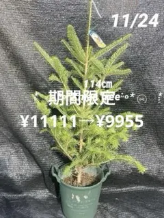 2026年最新】もみの木 苗木の人気アイテム - メルカリ
