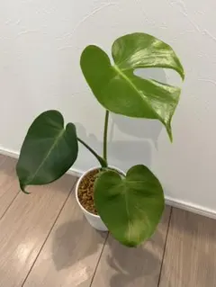 モンステラ デリシオーサ 1節カット苗 - メルカリ