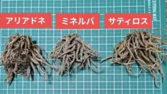 ラナンキュラスラックス 3球セット アリアドネ★ミネルバ★サティロス 球根大①のサムネイル