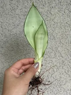 インドネシア多肉 ブラックプリンス錦 葉挿しっ子 発送発芽済 2枚