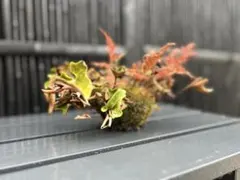 黄金ソテツ 蘇鉄 ソテツ 黄金蘇鉄 塊根植物 コーデックス アガベ