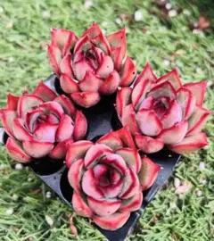 あざらし様 ご専用　值引100円　おまけ付き　リクエスト 4点 まとめ商品