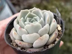 エケベリア 秘境ゼリー