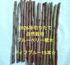 2026年最新】ブルーベリー 穂木の人気アイテム - メルカリ