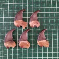 2026年最新】クマの牙の人気アイテム - メルカリ
