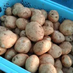 新じゃがいも　鹿児島県徳之島産 kouki様　専用コロコロ2キロの合計5キロ