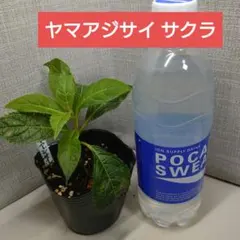 G⑨PVPアジサイ「夜の虹」10.5cmポット KAMOセレ ラベル付き正規品