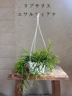 45rpm♪様 リクエスト 2点 まとめ商品