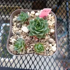 ルナちゃん様 リクエスト 8点 まとめ商品