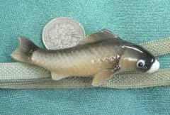 Item thumbnail for item 62d60ca2-6741-4cea-a210-d25473dfa713