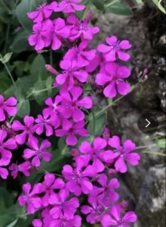 花の種☆シレネ☆ムシトリナデシコ☆コマチソウ☆濃いピンク花で目立つ☆