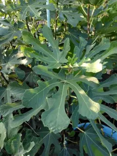 2025年最新】BB10 イチジクの人気アイテム - メルカリ