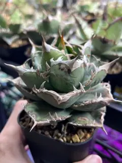 2025年最新】シエラミクスティカの人気アイテム - メルカリ