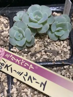 スノーミルフィーユ　ミックスベリア　おらいさん　写真のもの全て