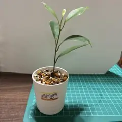 観葉植物 鉢植え ガジュマル♡抜き苗♡
