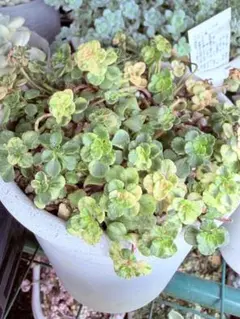 多肉植物 斑入りミセバヤ カット苗 7本セット - メルカリ