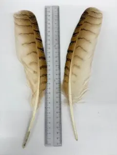 フクロウの羽　ユーラシアワシミミズク　2枚セット