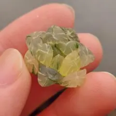 【速達】ハオルチア　オブツーサ錦　超極上黄斑　総柄