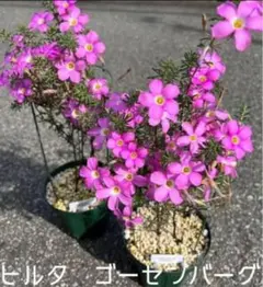 ☆超超レア☆オキザリス　ヒルタ　ゴーセンバーグ　球根2個　Gothemburgのサムネイル