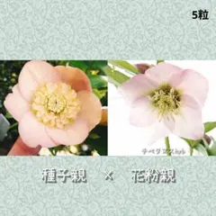 2026年最新】チベタヌスの人気アイテム - メルカリ