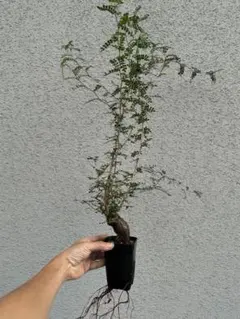 オペルクリカリア デカリー 根挿し 塊根植物 コーデックス　パキプス　グラキリス