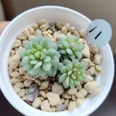 2025年最新】ミックスベリア 円の人気アイテム - メルカリ