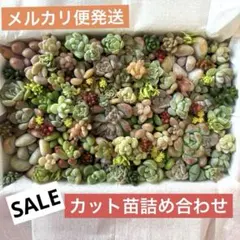 多肉植物カット苗詰め合わせ4