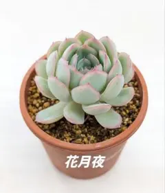No.7 七福神 抜き苗 多肉植物 - メルカリ