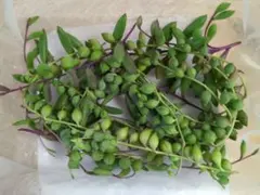 ⑸多肉植物　ルビーネックレス＆グリーンネックレス