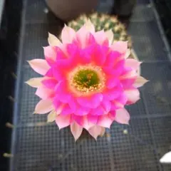 【つぼみ付き】多肉植物　柱花サボテン　ピンクのストライプ つぼみ付き】多肉植物 柱花サボテン ピンクのストライプ - メルカリ