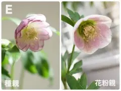 モカ・ラテKiko様 リクエスト 2点 まとめ商品