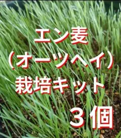エン麦　栽培キット　オーツヘイ　ペットフード　うさぎ　種　牧草のサムネイル