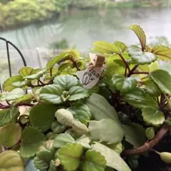 もこたん様専用ページ