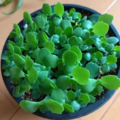 子宝草　ちびっこ達　鉢まるごと抜き苗で　マザーリーフのサムネイル