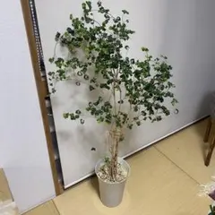 ポリシャス ロベル 7号 - メルカリ