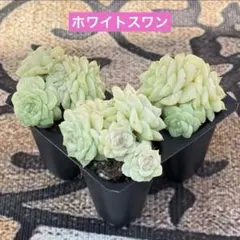 ꕤ多肉植物ꕤ エケベリア ꕤ white swan 2苗 ホワイトスワン 2苗セット エケベリア 2号 多肉植物 多肉植物 プクニク