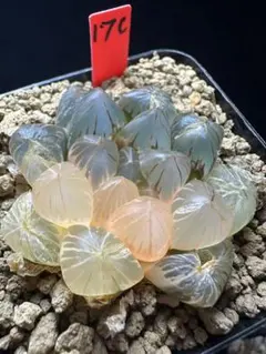 8d 多肉植物 ハオルチア 白蓮オブツーサ錦糊斑 自家繁殖 鉢植え発送