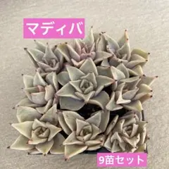 マディバ9苗セット 多肉植物　エケベリア　寄せ植え　多肉弁当　 抜き苗