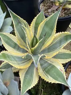 1*o様 アガベ　リップルエフェクト　斑入り　発根済み　メルカリ便 2025年最新】リップルエフェクト アガベの人気アイテム - メルカリ